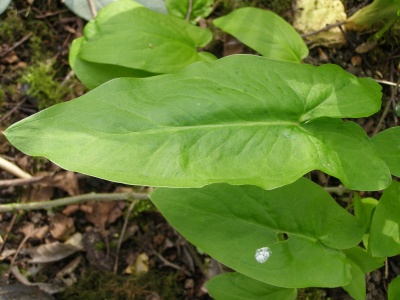 Arum hygrophilum